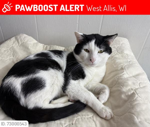 Lost Male Cat last seen 59th st West allis, West Allis, WI 53214