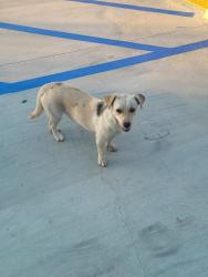 Found/Stray Male Dog last seen Iris/ Heacock , Moreno Valley, CA 92551