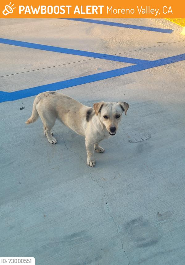Found/Stray Male Dog last seen Iris/ Heacock , Moreno Valley, CA 92551
