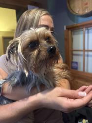 Found/Stray Male Dog last seen Kurtnikis, Pine Bluff, WI 53528