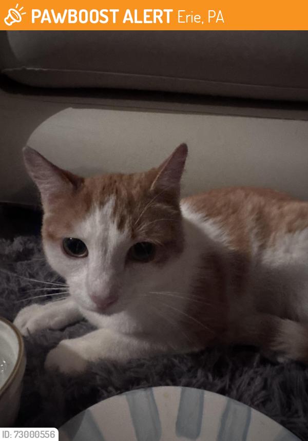 Found/Stray Unknown Cat last seen Copperleaf apmts , Erie, PA 16509