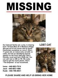 Lost Female Cat last seen Madison South Elementary School, Madison, OH 44057