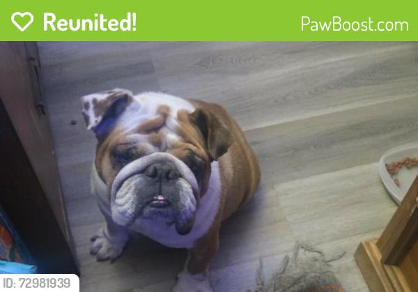 Reunited Female Dog last seen George Street, Banning, CA, Banning, CA 92220