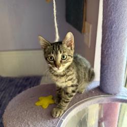 Shelter Stray Male Cat last seen , 8020 Washington St, Port Richey, FL 34668, USA