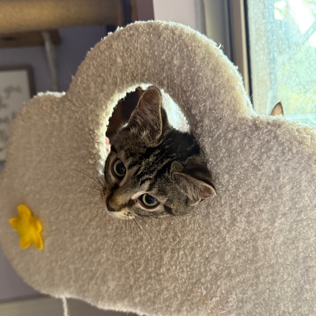 Shelter Stray Male Cat last seen , 8020 Washington St, Port Richey, FL 34668, USA