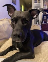 Lost Female Dog last seen Old Oak Dr and Gribble street, San Diego, CA 92114