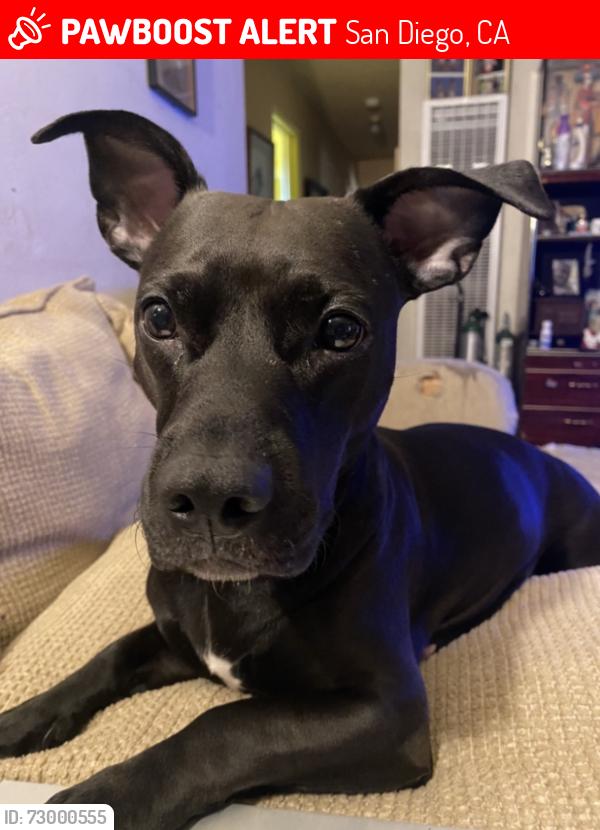 Lost Female Dog last seen Old Oak Dr and Gribble street, San Diego, CA 92114