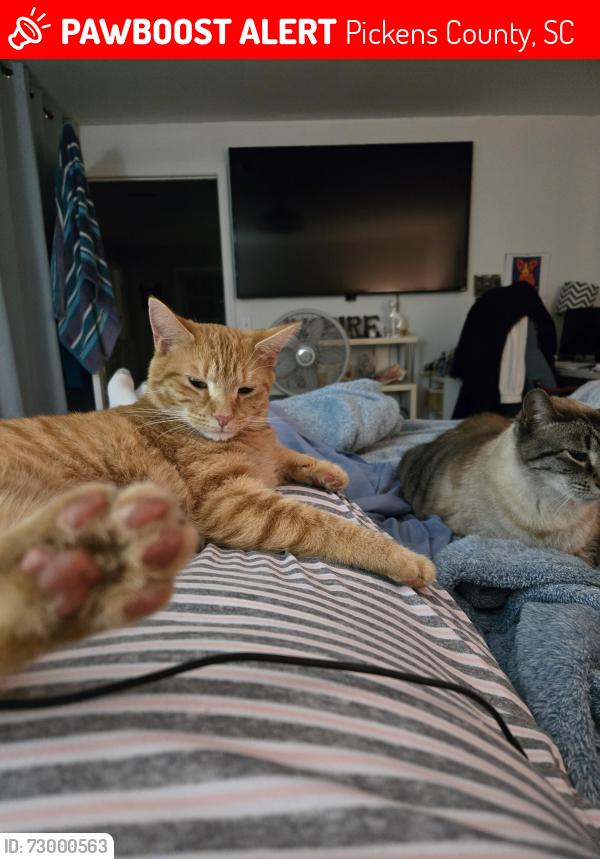 Lost Male Cat last seen CH Blair/Pickle Hill, Pickens County, SC 29671