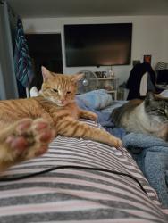 Lost Male Cat last seen CH Blair/Pickle Hill, Pickens County, SC 29671