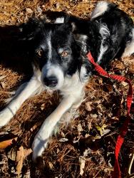 Lost Male Dog last seen Elm Street or downtown Winterport , Winterport, ME 04496