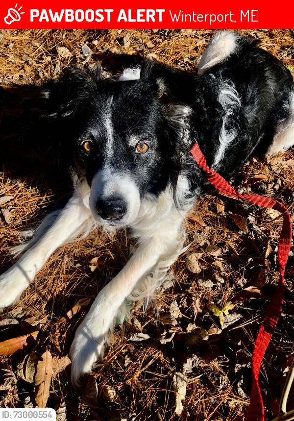 Lost Male Dog last seen Elm Street or downtown Winterport , Winterport, ME 04496