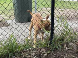 Found/Stray Male Dog last seen Inala dog park, Inala, QLD 4077