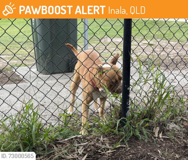 Found/Stray Male Dog last seen Inala dog park, Inala, QLD 4077