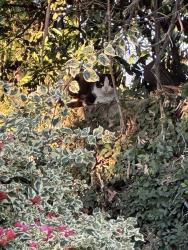 Found/Stray Unknown Cat last seen San Miguel Drive, in the residential area just west of the Rusnak dealership, Arcadia, CA 91007