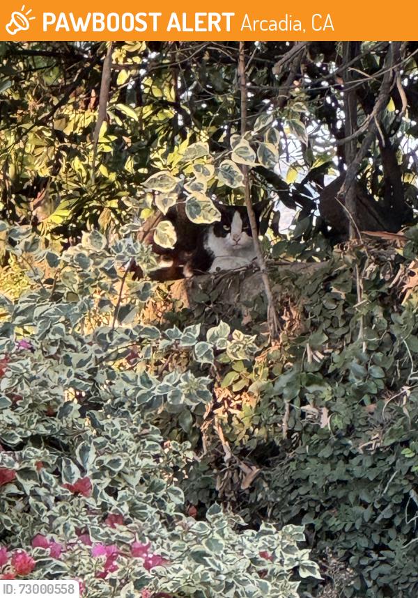 Found/Stray Unknown Cat last seen San Miguel Drive, in the residential area just west of the Rusnak dealership, Arcadia, CA 91007