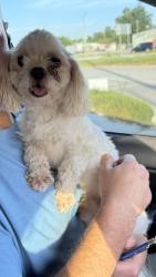 Reunited Unknown Dog last seen W Gulf Bank dr and Bunny Rub, Houston, TX 77037