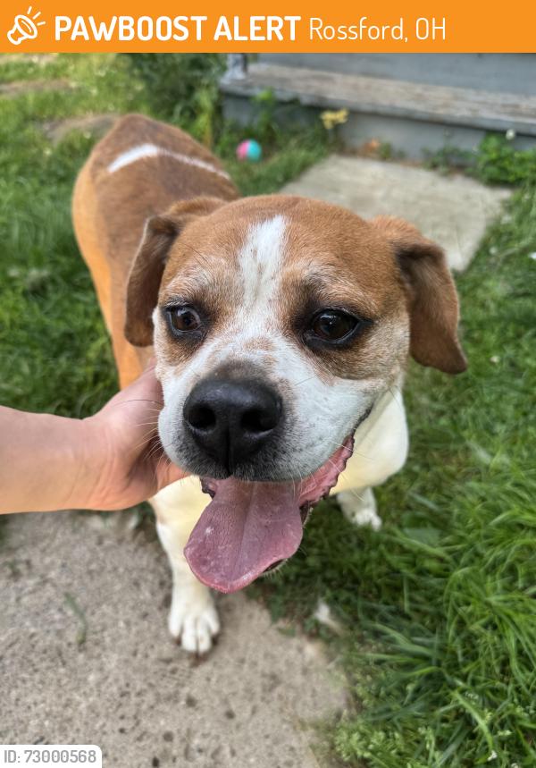 Found/Stray Male Dog last seen Oak St / Superior / Dixie Hwy, Rossford, OH 43460