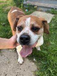 Found/Stray Male Dog last seen Oak St / Superior / Dixie Hwy, Rossford, OH 43460