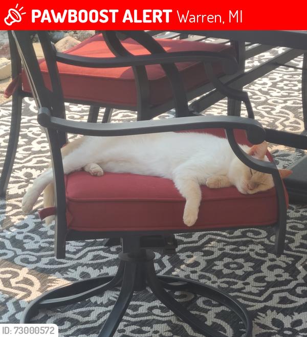 Lost Male Cat last seen Near and hoover, Warren, MI 48093