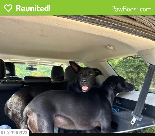 Reunited Female Dog last seen Aplin Rd, Crestview, FL, USA, Crestview, FL 32539