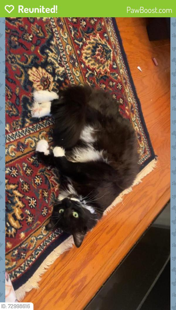 Reunited Female Cat last seen Terra Cotta Cir, McNair, VA 20171, USA, McNair, VA 20171