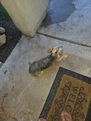 Reunited Female Dog last seen Near Cheyenne Ave, San Antonio, TX 78207, USA, San Antonio, TX 78207