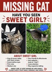 Reunited Female Cat last seen La Porte, TX 77571, USA, La Porte, TX 77571