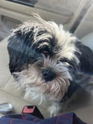 Reunited Female Dog last seen Lowell Bethesda road south new hope, Gastonia, NC 28056