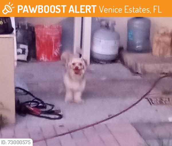 Found/Stray Female Dog last seen Lenwood drive npr, Venice Estates, FL 34655