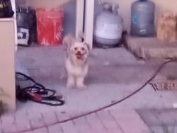 Found/Stray Female Dog last seen Lenwood drive npr, Venice Estates, FL 34655