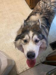 Reunited Unknown Dog last seen Beaumont and Keith Ave, Knoxville, TN 37921