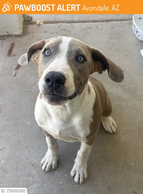 Found/Stray Male Dog last seen Michael Anderson School, Avondale, AZ 85323