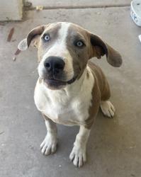 Found/Stray Male Dog last seen Michael Anderson School, Avondale, AZ 85323