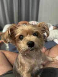 Reunited Female Dog last seen Boca Raton , lyons rd x Mori dr, Boca Raton, FL 33434