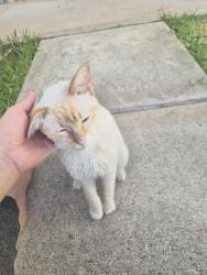 Found/Stray Male Cat last seen Old greenhouse, Park Row, TX 77449