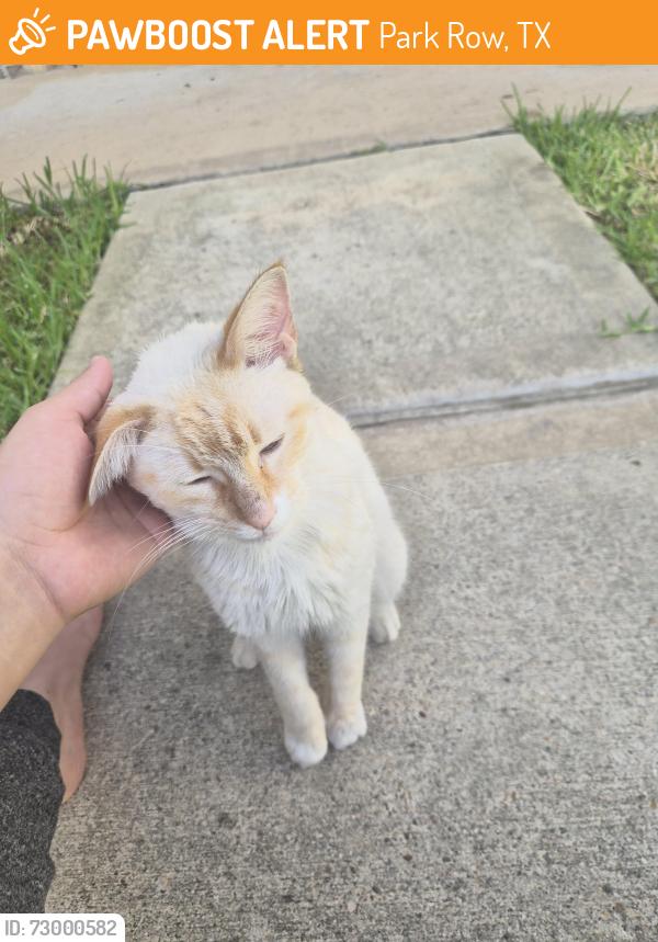 Found/Stray Male Cat last seen Old greenhouse, Park Row, TX 77449
