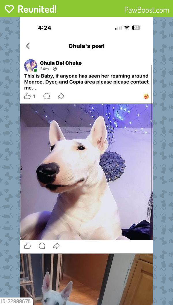 Reunited Female Dog last seen Monroe Ave, El Paso, TX 79930, USA, El Paso, TX 79930