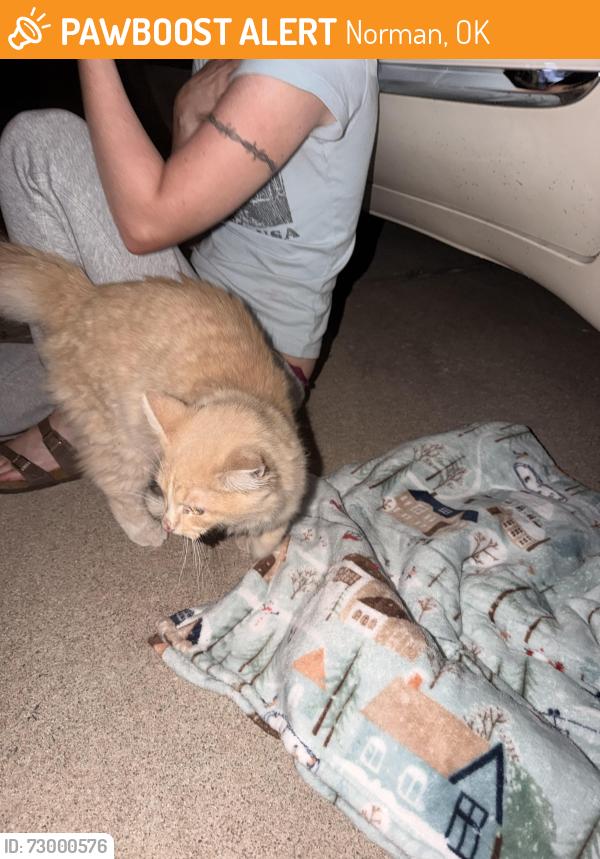 Found/Stray Unknown Cat last seen 12th Ave NE and High Meadows Drive , Norman, OK 73071