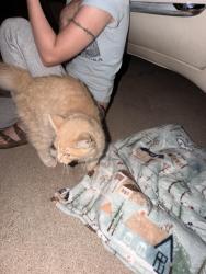 Found/Stray Unknown Cat last seen 12th Ave NE and High Meadows Drive , Norman, OK 73071