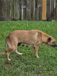 Lost Female Dog last seen S Fry and White Creek Trail, Katy, TX 77450