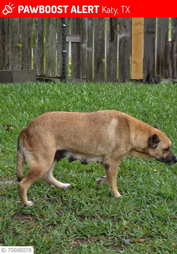 Lost Female Dog last seen S Fry and White Creek Trail, Katy, TX 77450