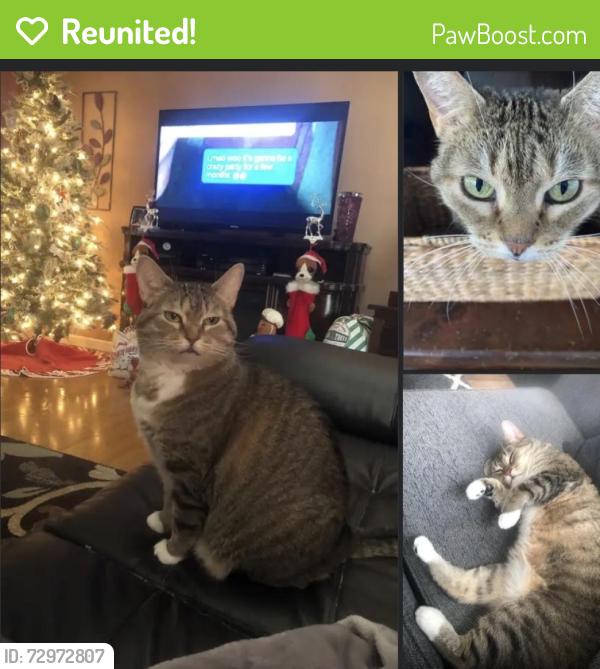 Reunited Female Cat last seen Kirk rd and Racoon, Austintown, OH 44406