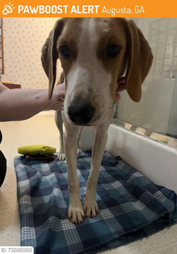 Found/Stray Female Dog last seen Mike padgett & Corinth Dr, Augusta, GA 30906