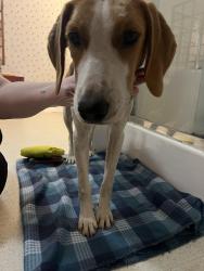 Found/Stray Female Dog last seen Mike padgett & Corinth Dr, Augusta, GA 30906
