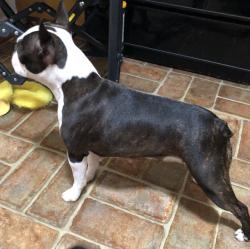 Lost Female Dog last seen Midmar and Cullen St, Aberdeen, NC 28315