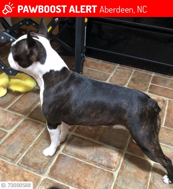 Lost Female Dog last seen Midmar and Cullen St, Aberdeen, NC 28315