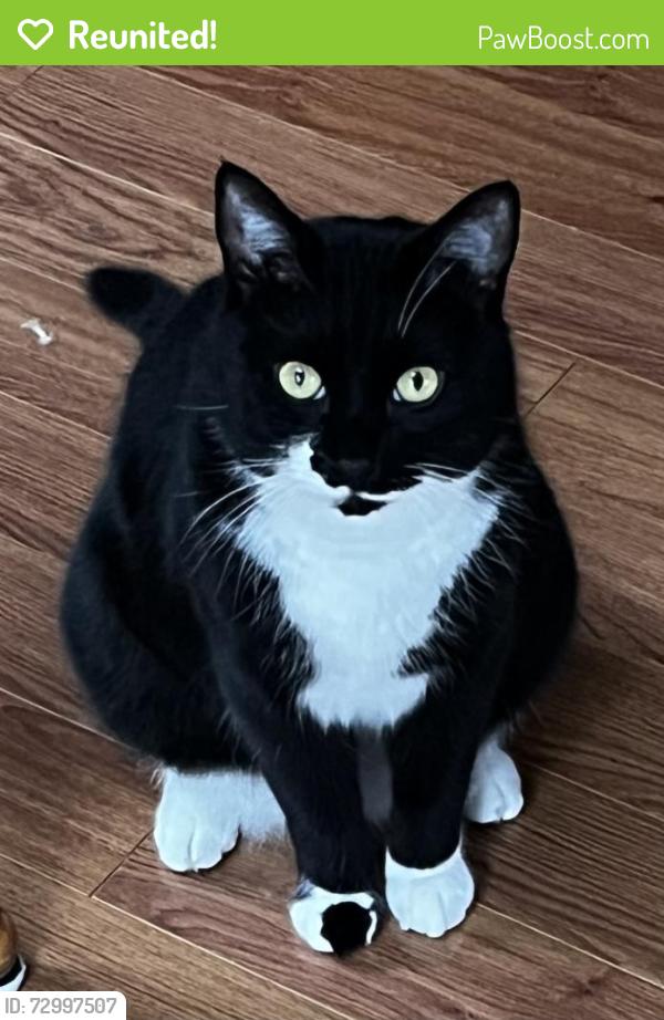 Reunited Male Cat last seen Brevator St, between Washington Ave and Lincoln Ave, Albany, NY 12226