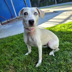 Shelter Stray Female Dog last seen Near BLOCK W PACIFIC COAST HWY, LONG BEACH CA, 7700 E Spring St, Long Beach, CA 90815, USA