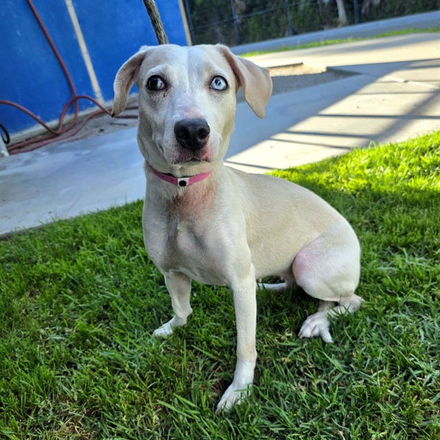 Shelter Stray Female Dog last seen Near BLOCK W PACIFIC COAST HWY, LONG BEACH CA, 7700 E Spring St, Long Beach, CA 90815, USA