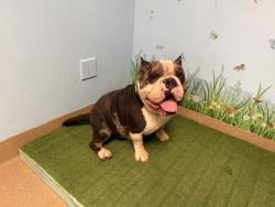 Shelter Stray Male Dog last seen , 5210 W Ave I, Lancaster, CA 93536, USA